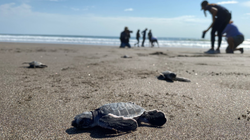 Marine turtle release